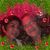 Oscar Dall'Orto's profile image