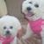 Linda J. Bornstein's profile image
