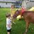 Lisa Campbell Parish's profile image