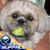 Karen Schreiner Lazzaro's profile image