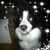 Patti Cost Dechene's profile image