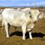 Rancho El Garabatillo's profile image