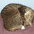 Sandra Golash's profile image