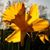 Robin McKinney's profile image