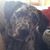 Melissa Holtrop-Sugden's profile image