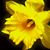 Lynette Visser Brill's profile image