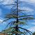 Susan Carlton Bailey's profile image