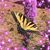 Earline Lyon Parker's profile image
