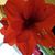 Suzann Allen Vernali's profile image