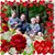 Lauren Allen Concklin's profile image