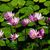 Anil Thakker's profile image