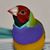 Curly Joe's profile image