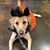 Lori Zanitsch's profile image