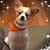 Lorrie Caruthers's profile image