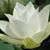 Kathleen Olsson Nelson's profile image