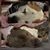 Heather A. Haroff's profile image