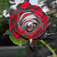 Twig Corbin's profile image