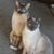 Deborah Gleason Peck's profile image