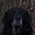 Steve Dronyk's profile image