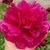 Maria B Reyes's profile image