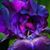 Iris Stone's profile image