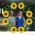 Colleen Stanford's profile image