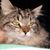 Christina Scheu's profile image