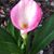 Brenda B. Willis's profile image