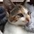 Martha Earley DiChiara's profile image