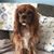 Cyndi Abel-Asher's profile image