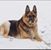 Leslie Beresford Radakovic's profile image