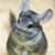 Tiffany Bellman's profile image