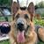 Dina Passow-Hall's profile image