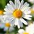 Sheraz Mohamed's profile image