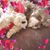 Lori Franciosa-Appello's profile image