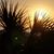Sandi Dillen's profile image