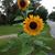 Suzy Dumont Phillips's profile image