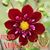 Yolanda Magante Pidech's profile image