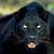 Timothy Dearinger's profile image
