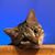 Laurie Ann Lindahl Thompson's profile image