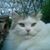 Phathead Alleycat's profile image