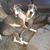 Nichole Harsany Guymon's profile image