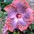 Dottie Carson's profile image
