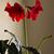 Amy Grenier's profile image