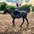 Rose Schott's profile image