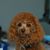 Debbie McEldowney's profile image