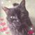 Heidi Blank's profile image
