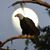 Bob Tribble's profile image