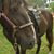 Carolyn Broyles's profile image