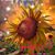 Chantay Strickland's profile image